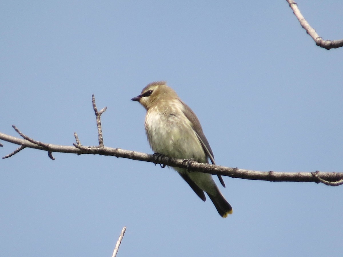 Cedar Waxwing - ML641626979