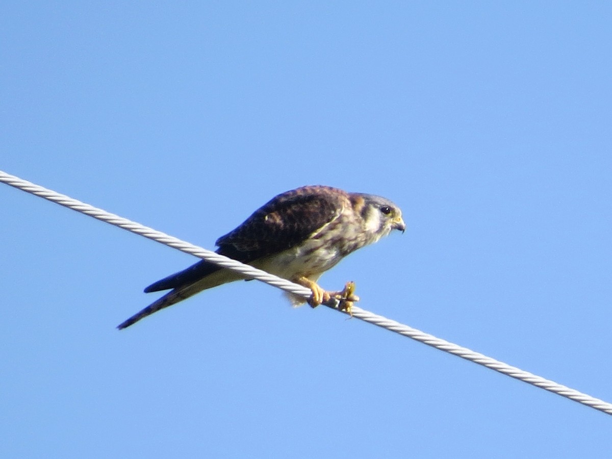 American Kestrel - ML641626999
