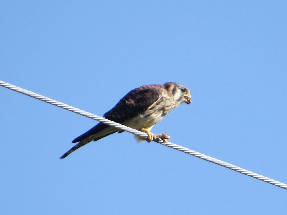 American Kestrel - ML641627000