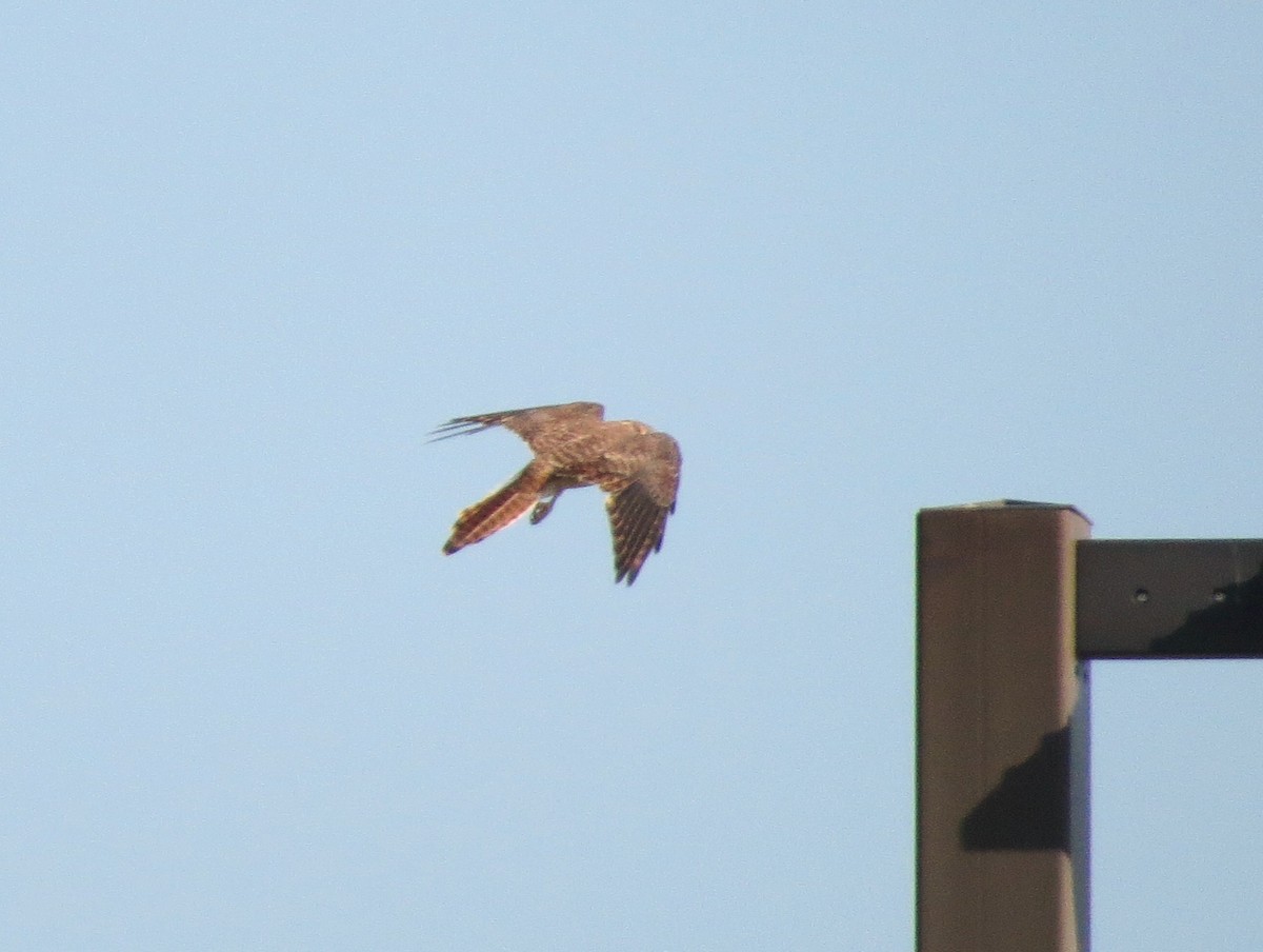 American Kestrel - ML641627002
