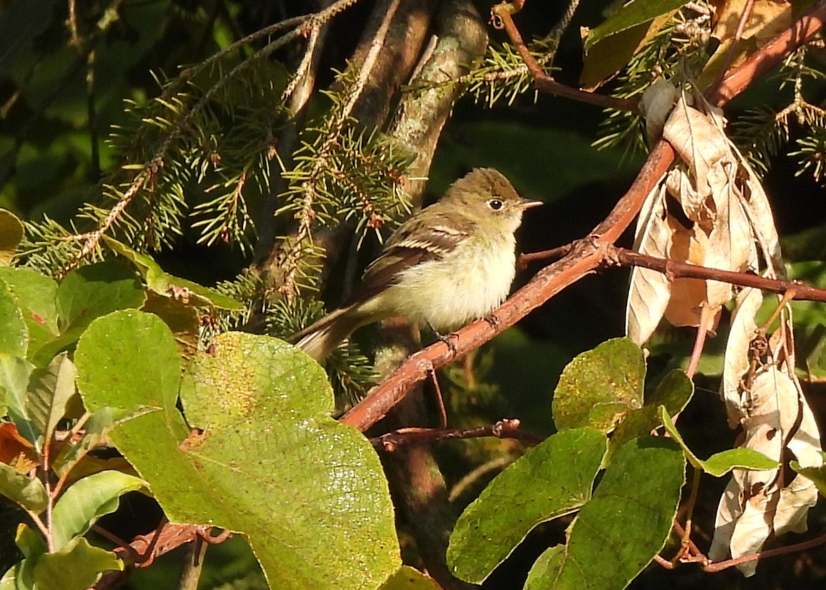 Least Flycatcher - ML641627010