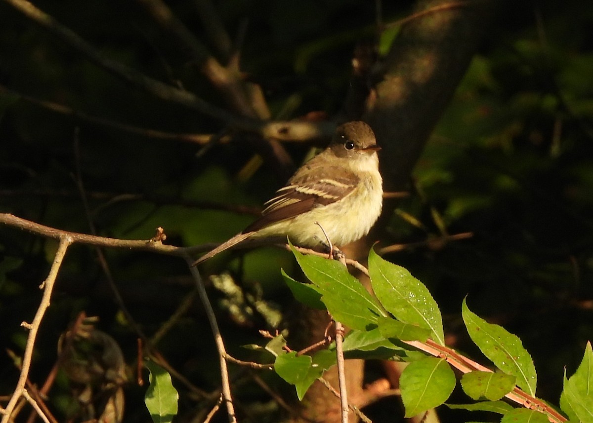 Least Flycatcher - ML641627011