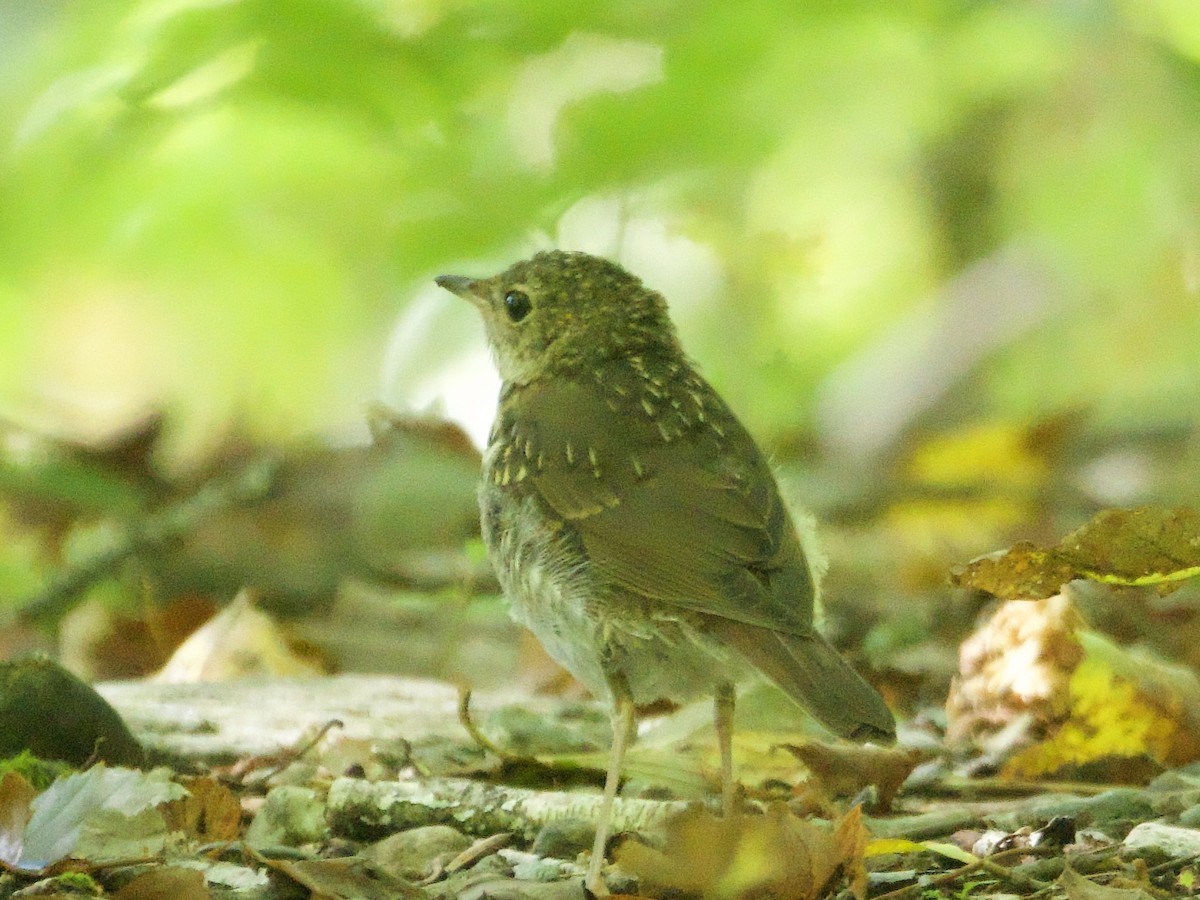 Bicknell's Thrush - ML641627018