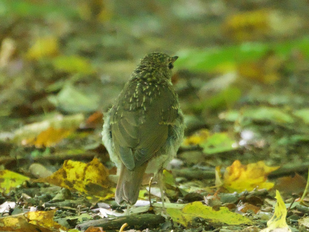 Bicknell's Thrush - ML641627020
