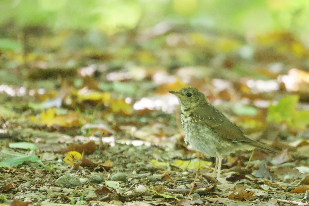 Bicknell's Thrush - ML641627021
