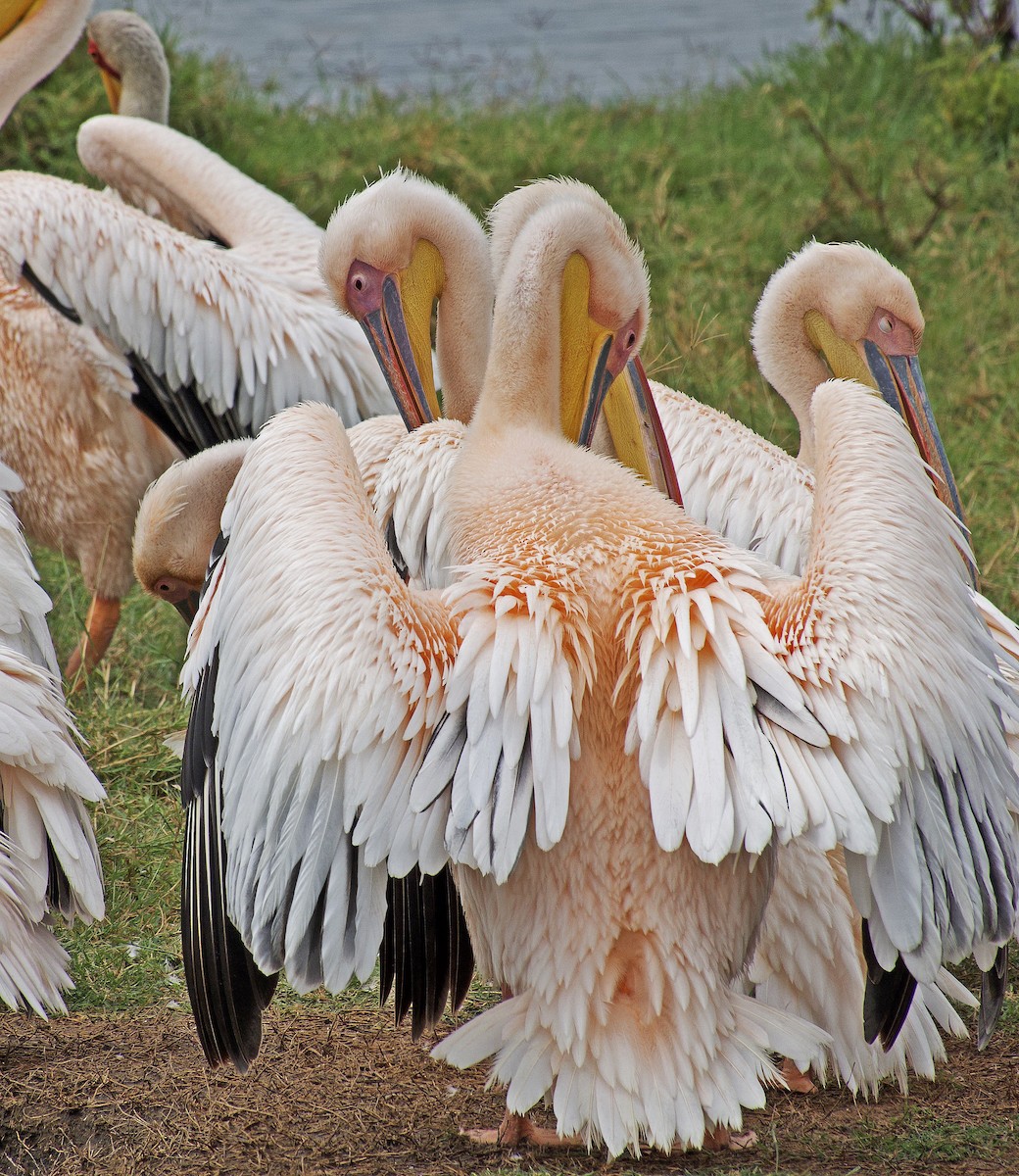 Great White Pelican - ML641627023