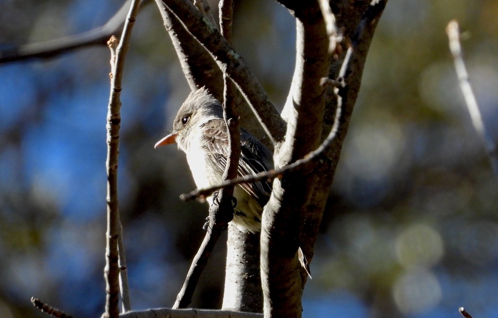 Greater Pewee - ML641627035