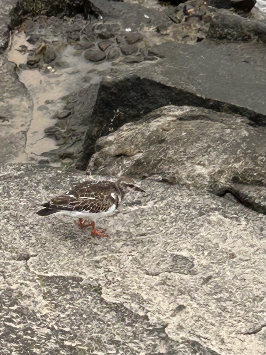 Ruddy Turnstone - ML641627056