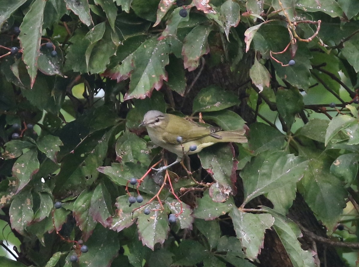 Rotaugenvireo - ML641627059
