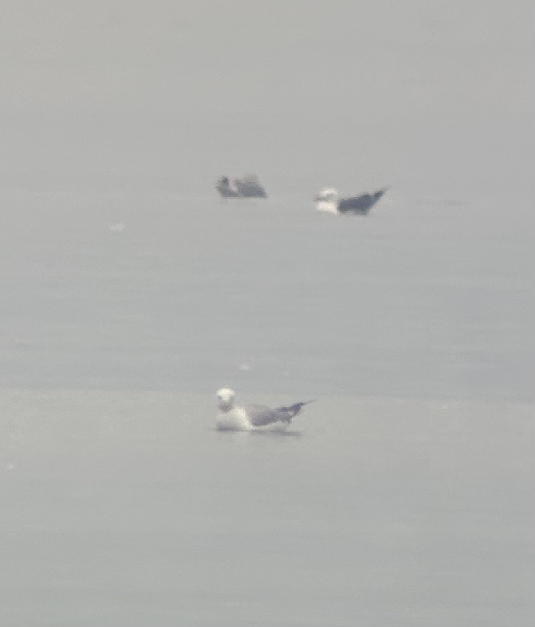 Lesser Black-backed Gull - ML641627119