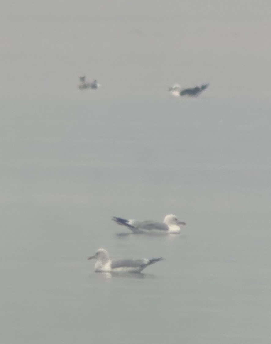 Lesser Black-backed Gull - ML641627120