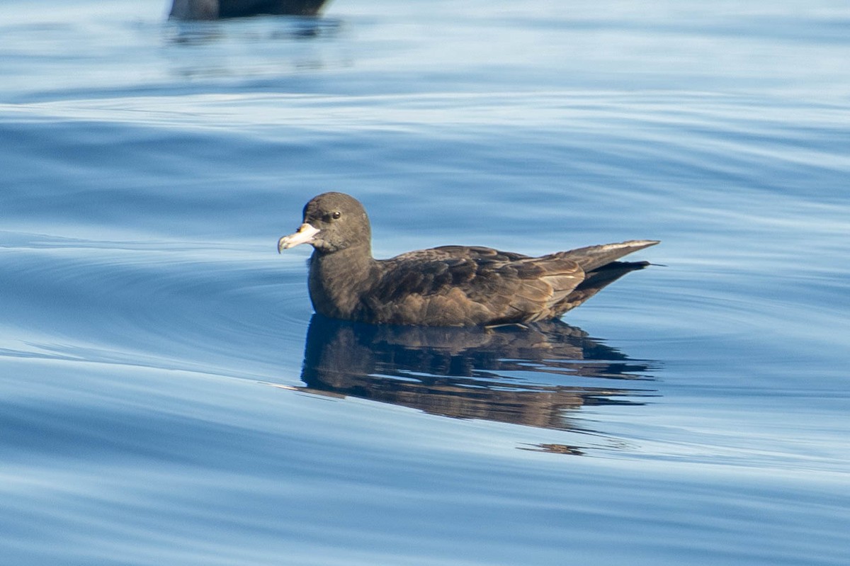 Flesh-footed Shearwater - ML641627239