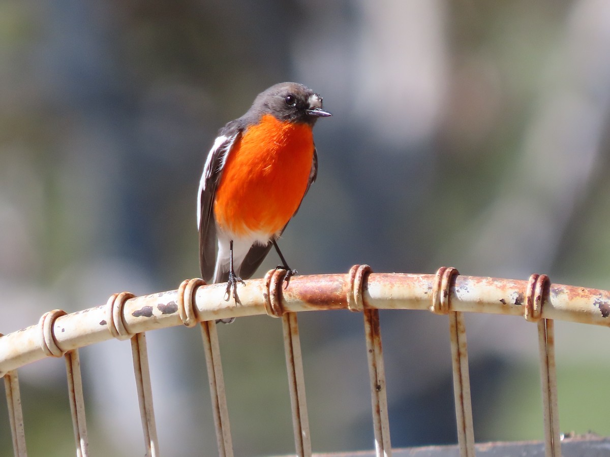 Flame Robin - ML641627261