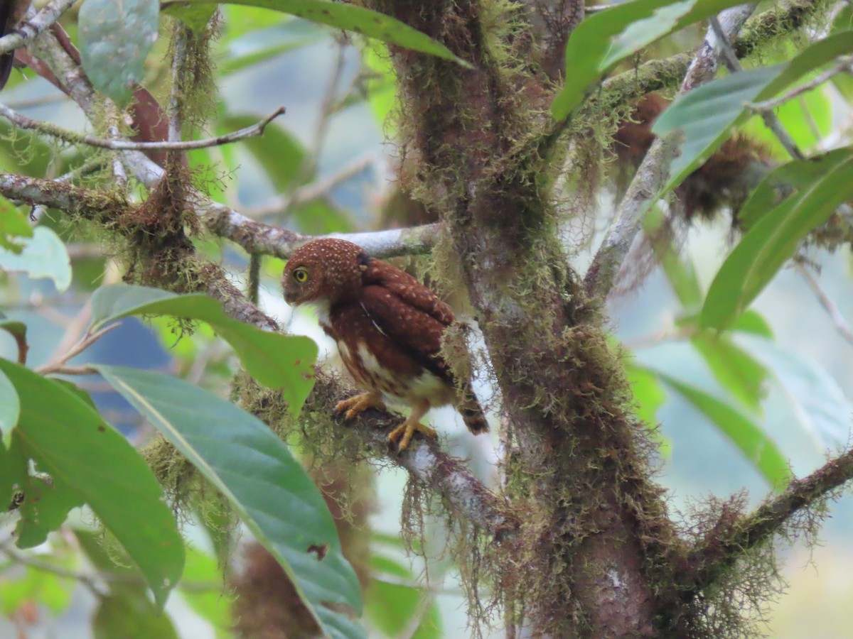 Cloud-forest Pygmy-Owl - ML641627447