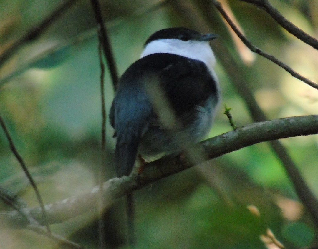 White-bearded Manakin - ML641627476