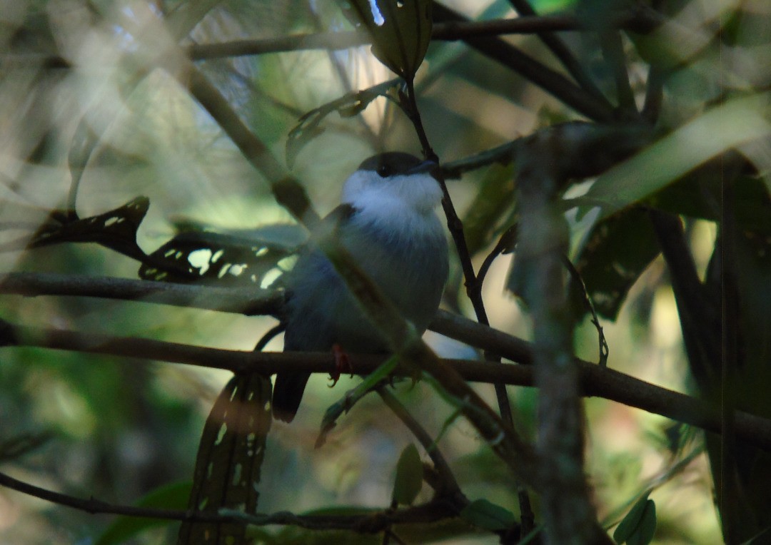 White-bearded Manakin - ML641627477
