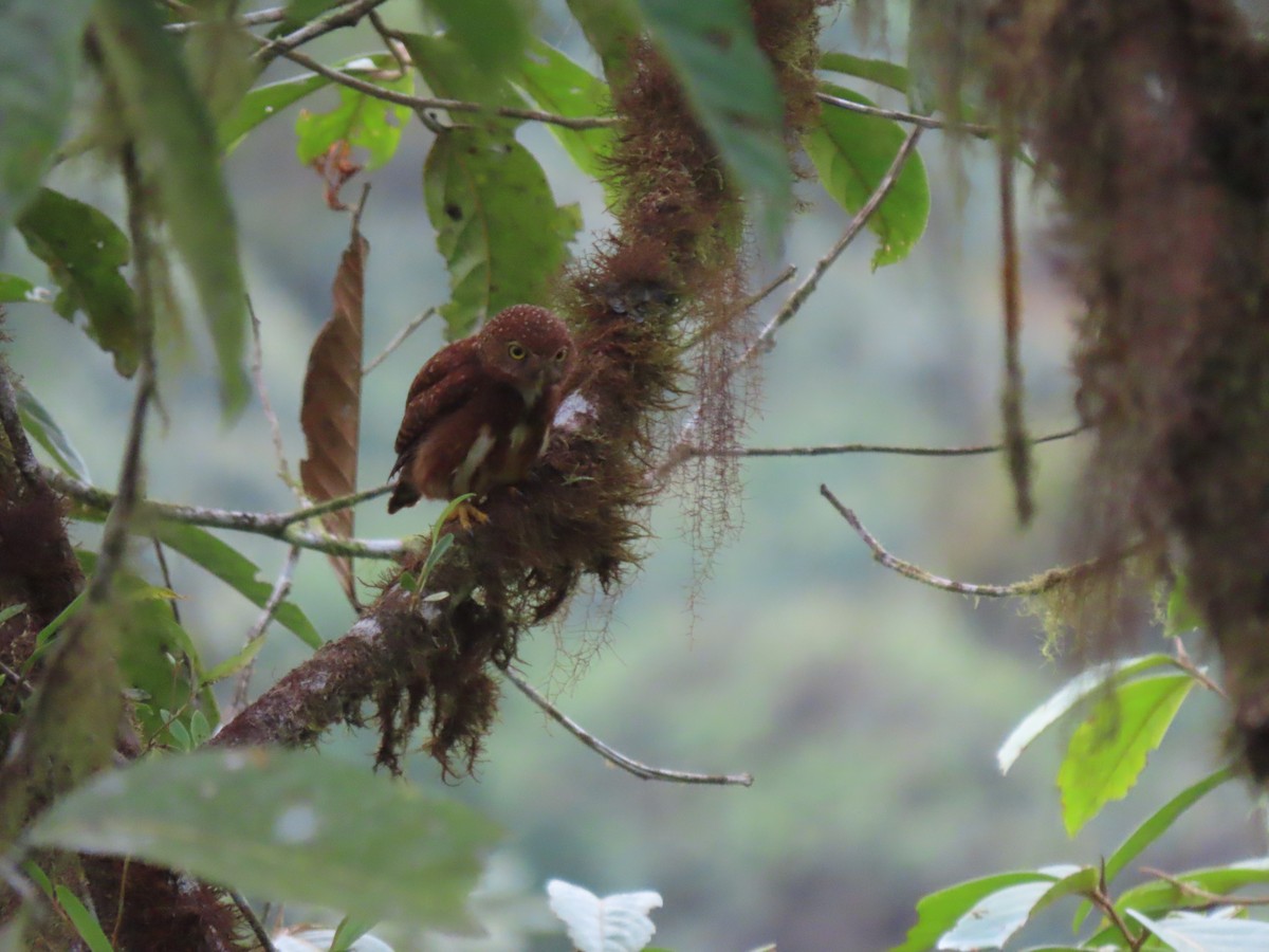 Cloud-forest Pygmy-Owl - ML641627481