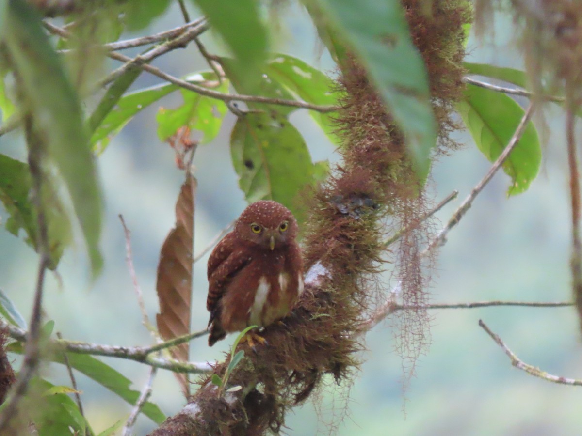 Cloud-forest Pygmy-Owl - ML641627482