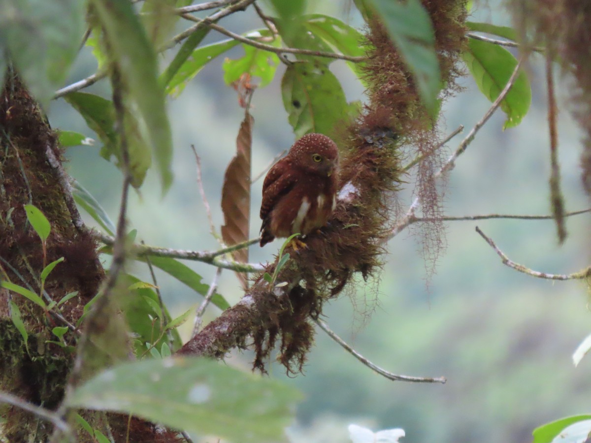 Cloud-forest Pygmy-Owl - ML641627483