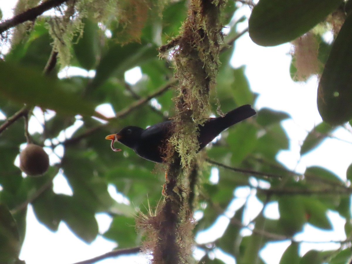 Pale-eyed Thrush - ML641627499