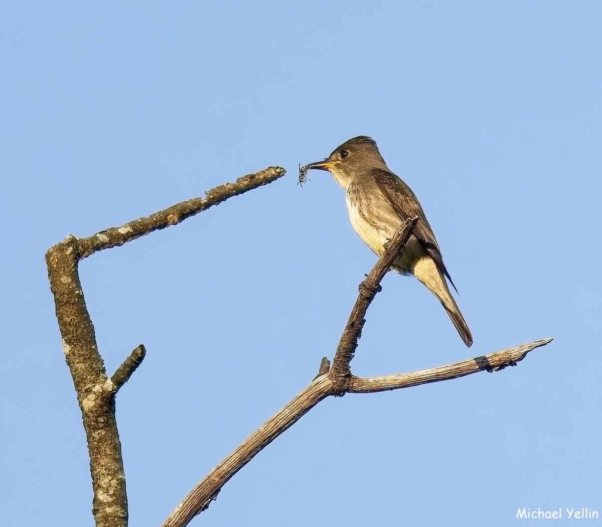 Olive-sided Flycatcher - ML641627557