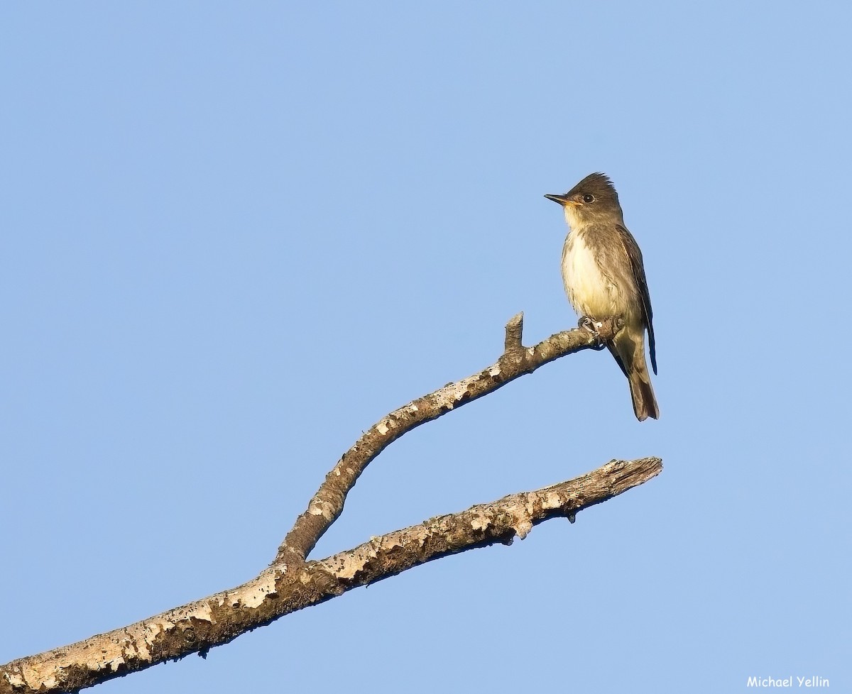 Olive-sided Flycatcher - ML641627560