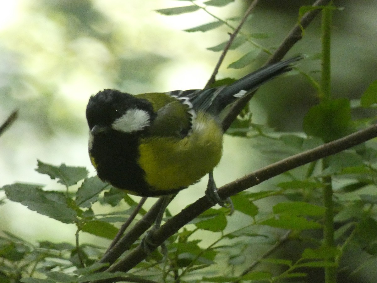 Green-backed Tit - ML641627579