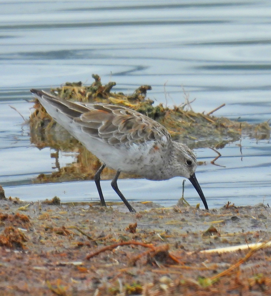 Curlew Sandpiper - ML641627592