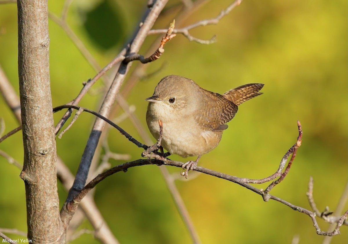 Northern House Wren - ML641627620