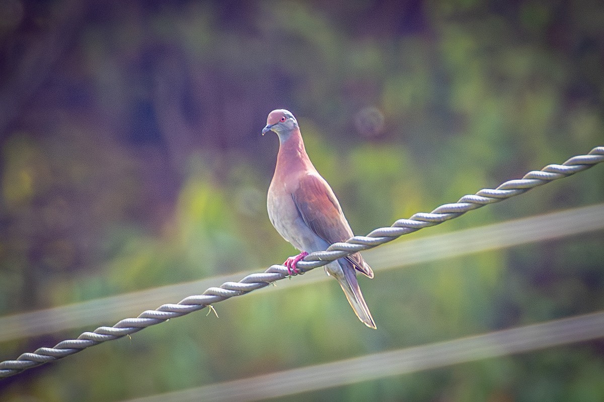 Pale-vented Pigeon - ML641627623