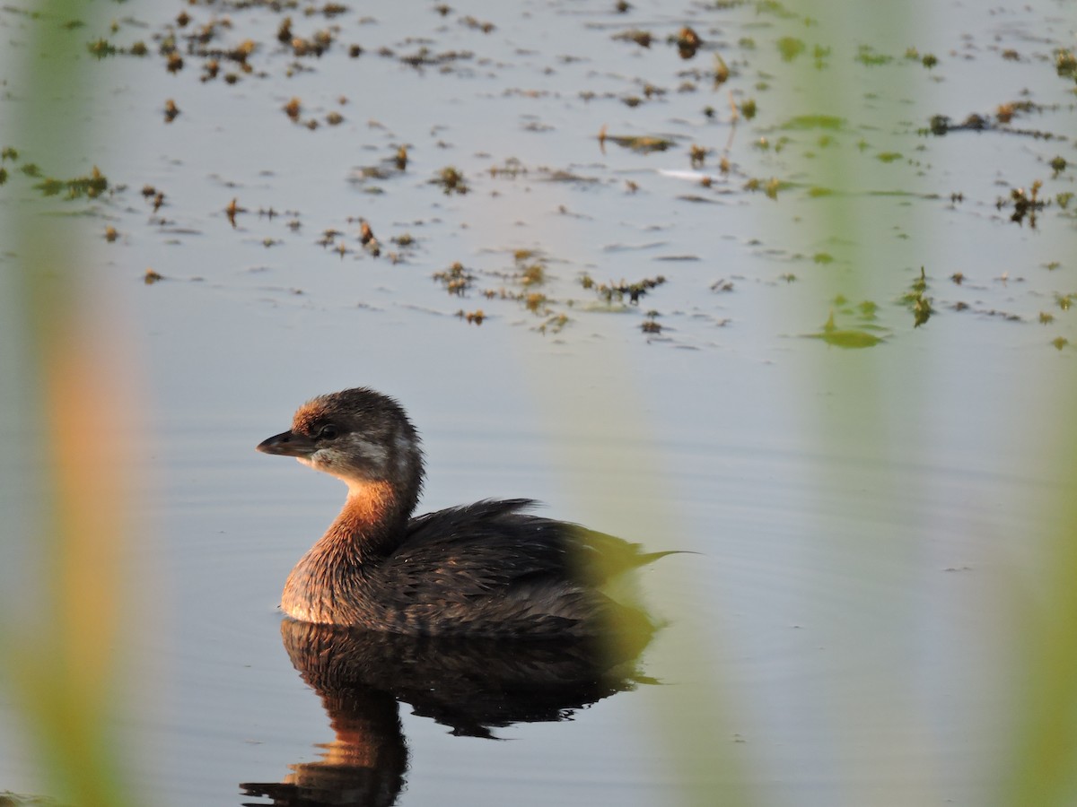 Pied-billed Grebe - ML641627628