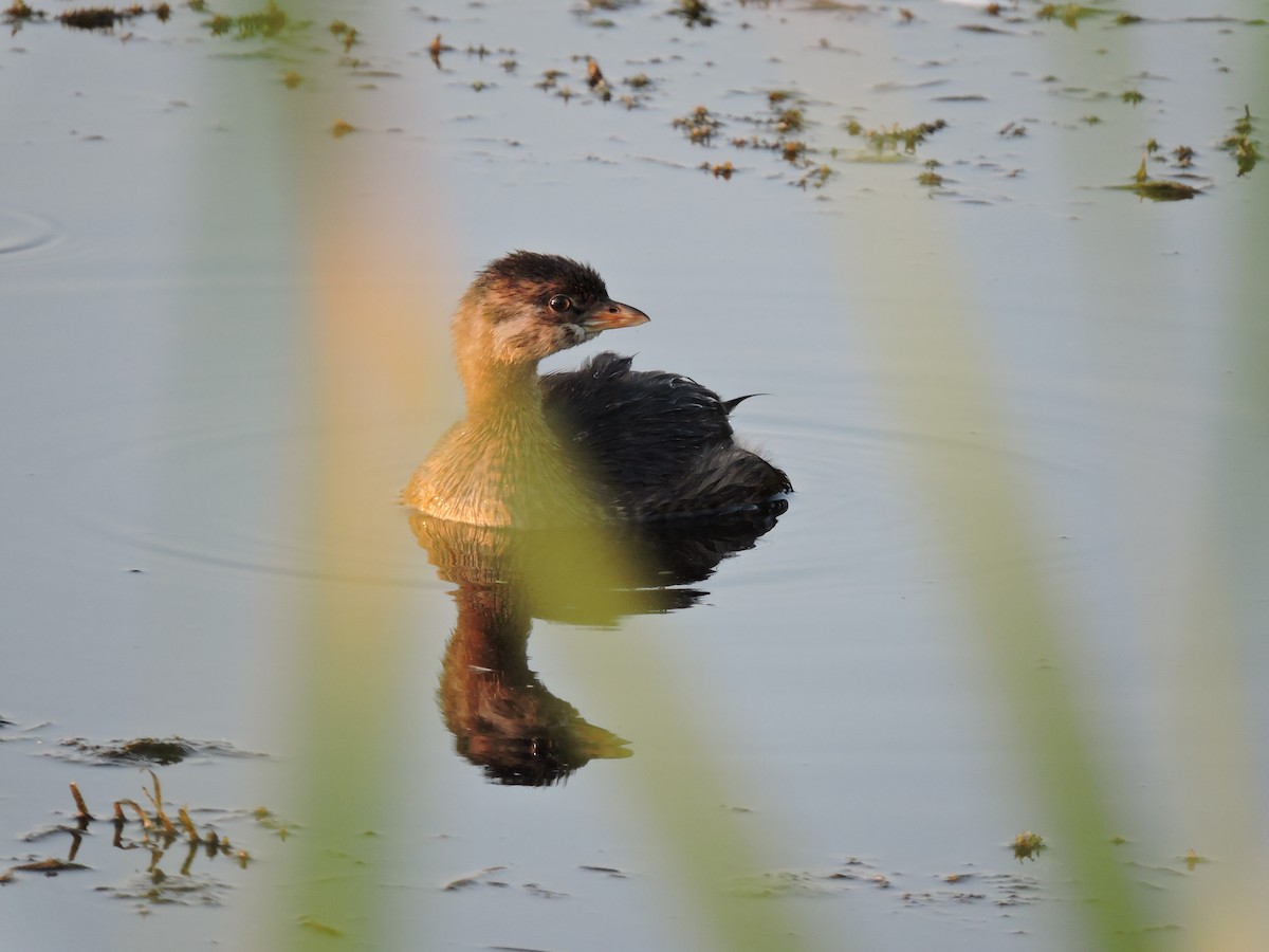 Pied-billed Grebe - ML641627632