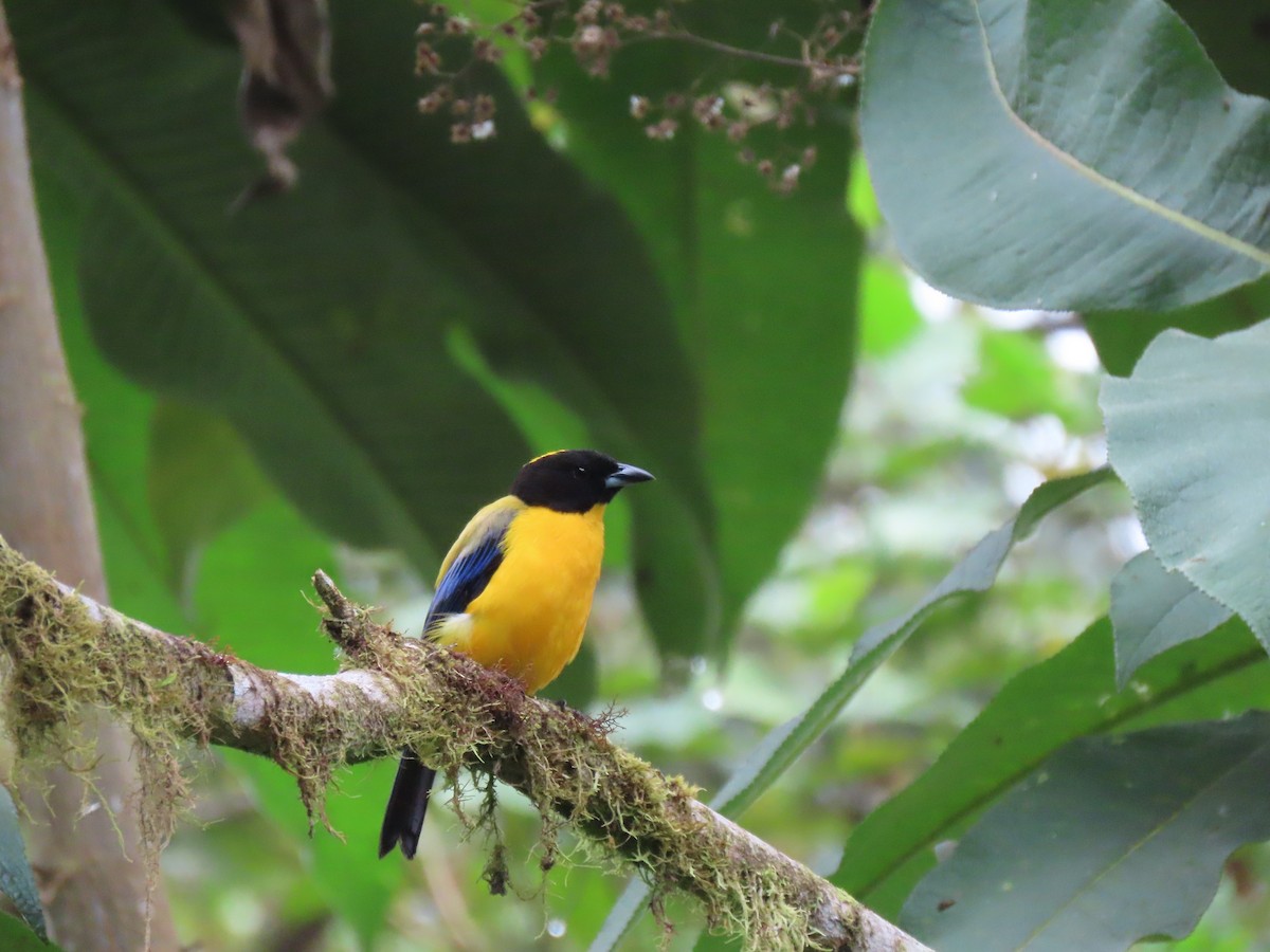 Black-chinned Mountain Tanager - ML641627640