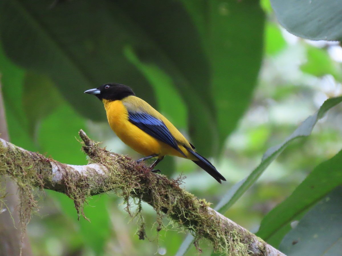 Black-chinned Mountain Tanager - ML641627641