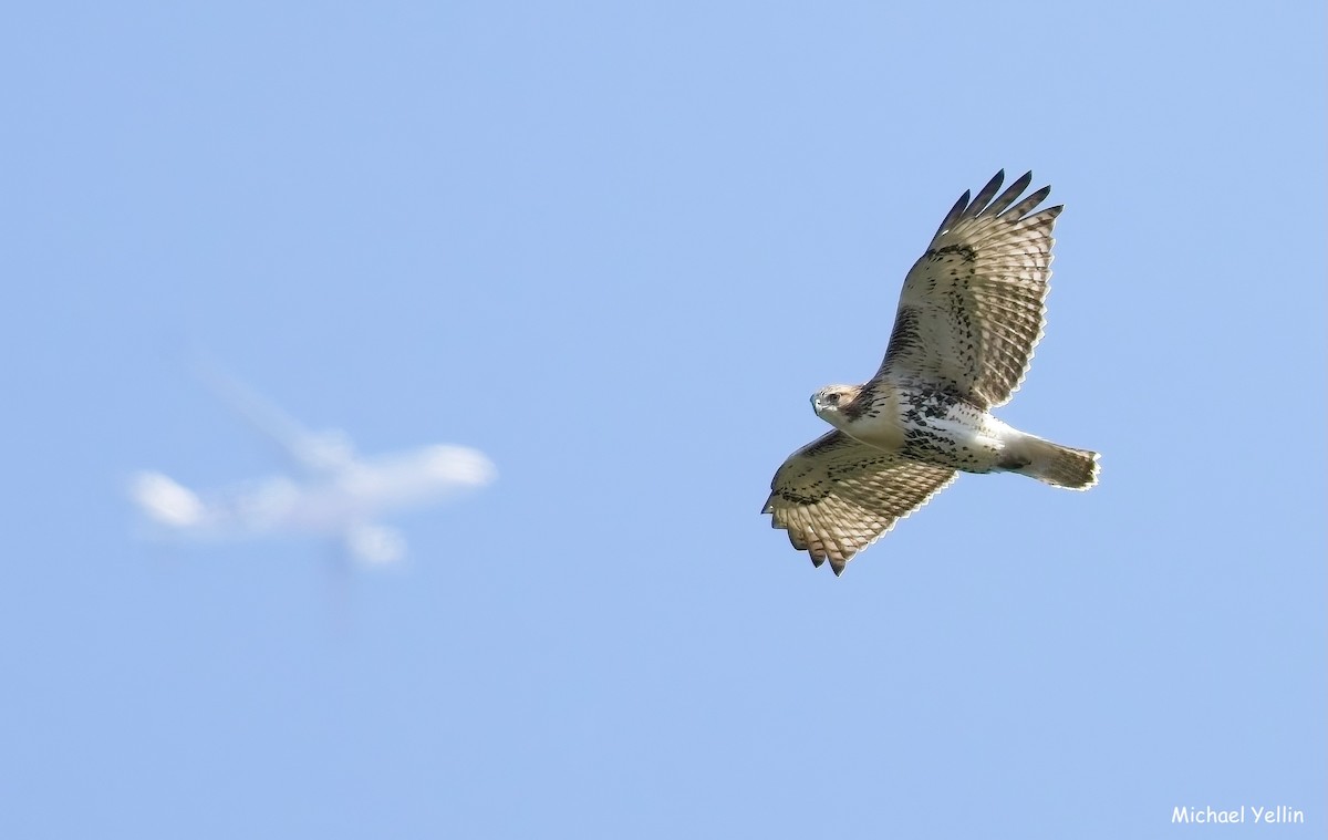 Red-tailed Hawk - ML641627678