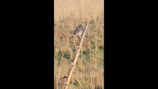 Grassland Sparrow - ML641627682