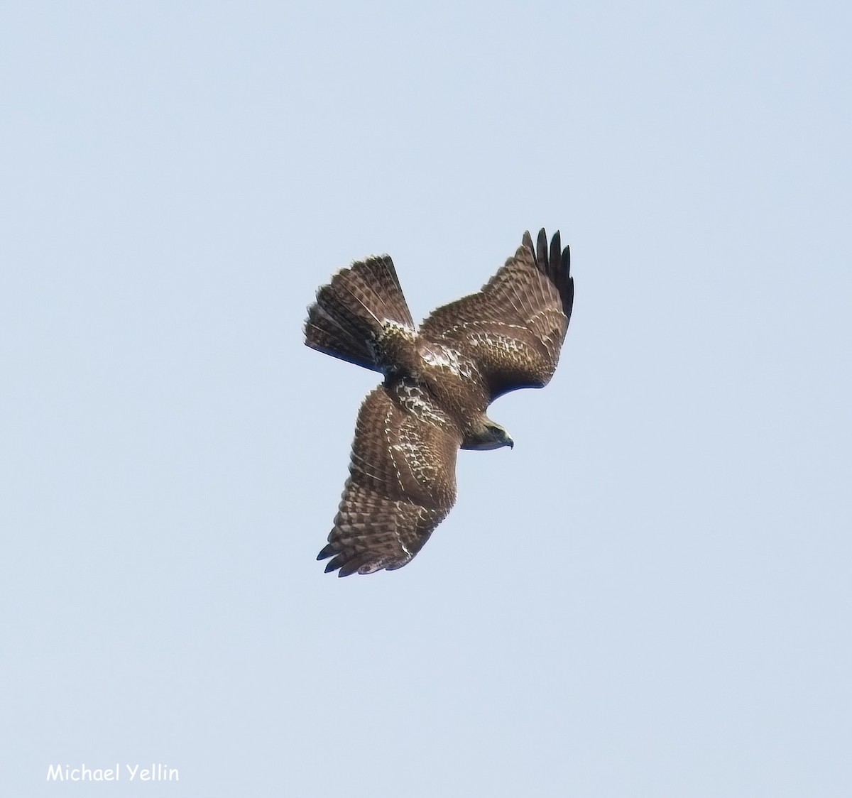 Red-tailed Hawk - ML641627686