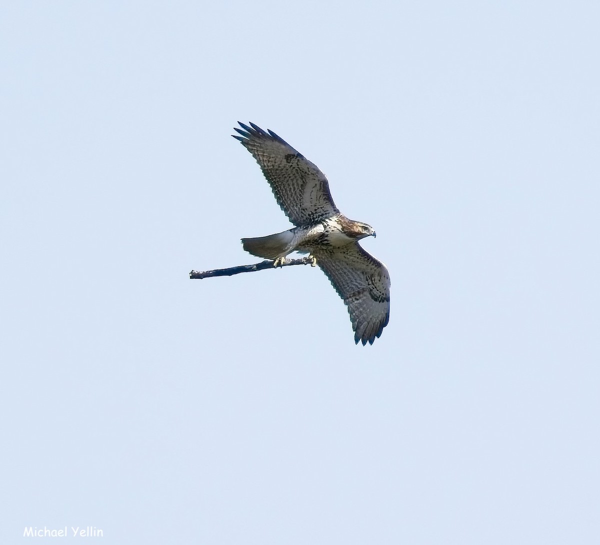 Red-tailed Hawk - ML641627694