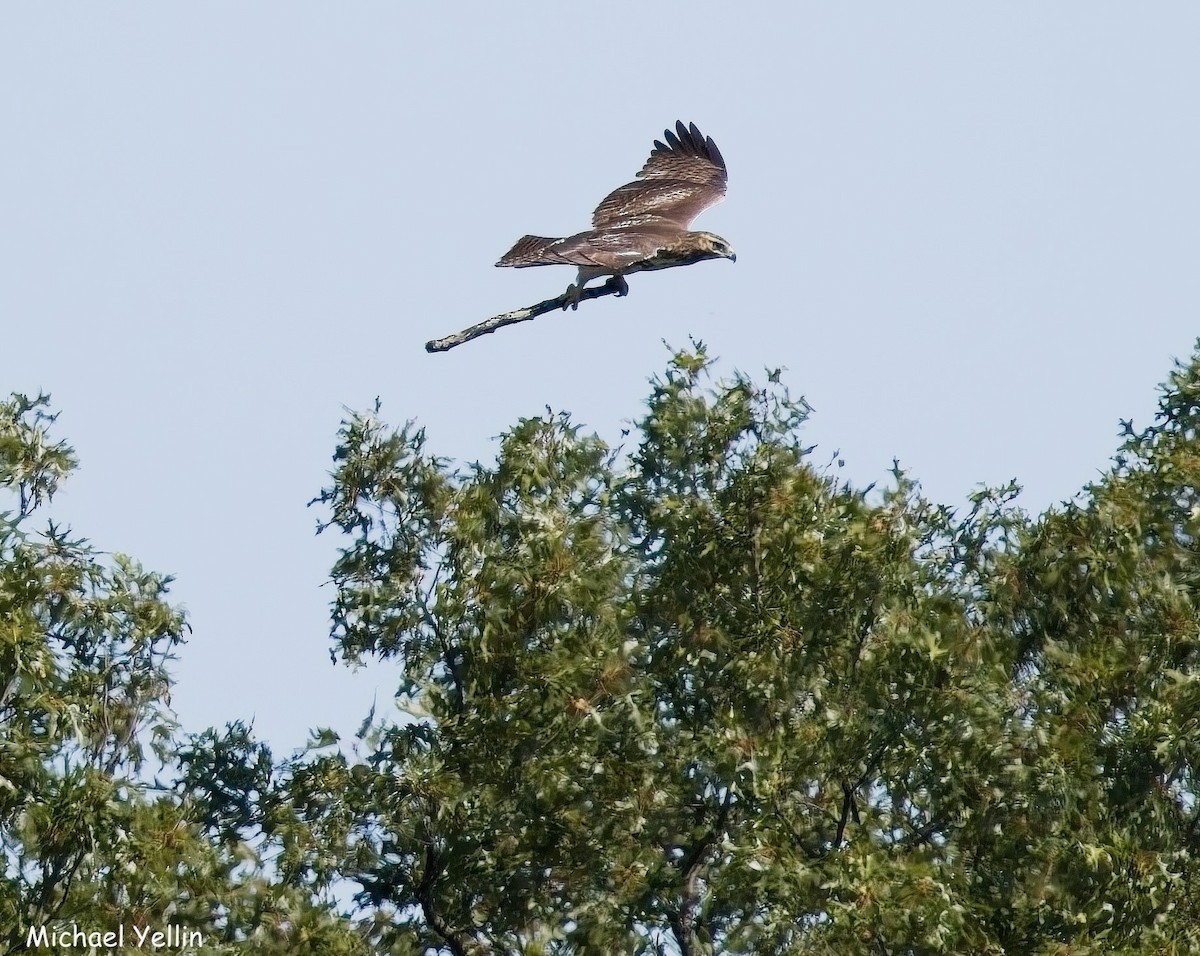 Red-tailed Hawk - ML641627701