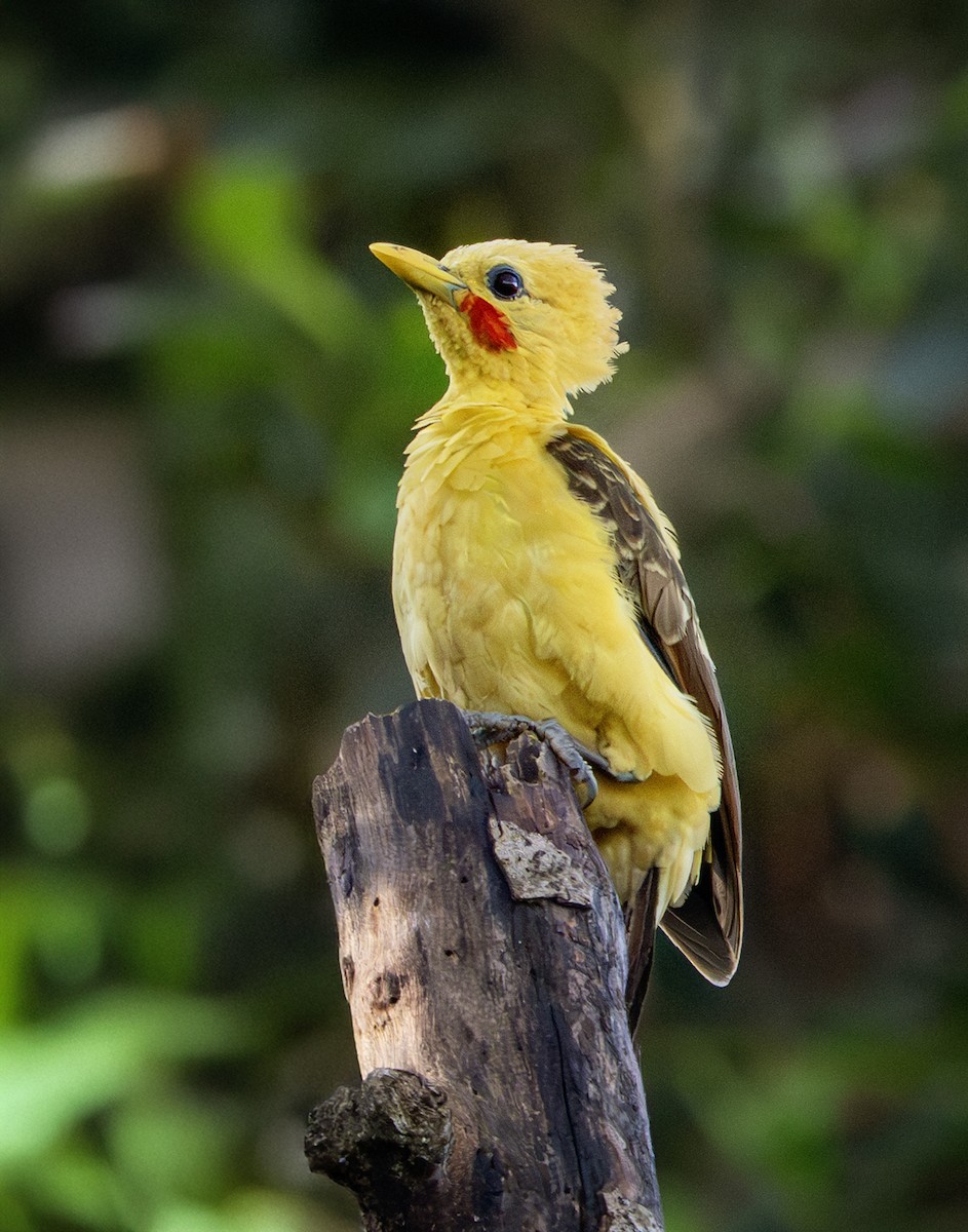 Cream-colored Woodpecker - ML641627709