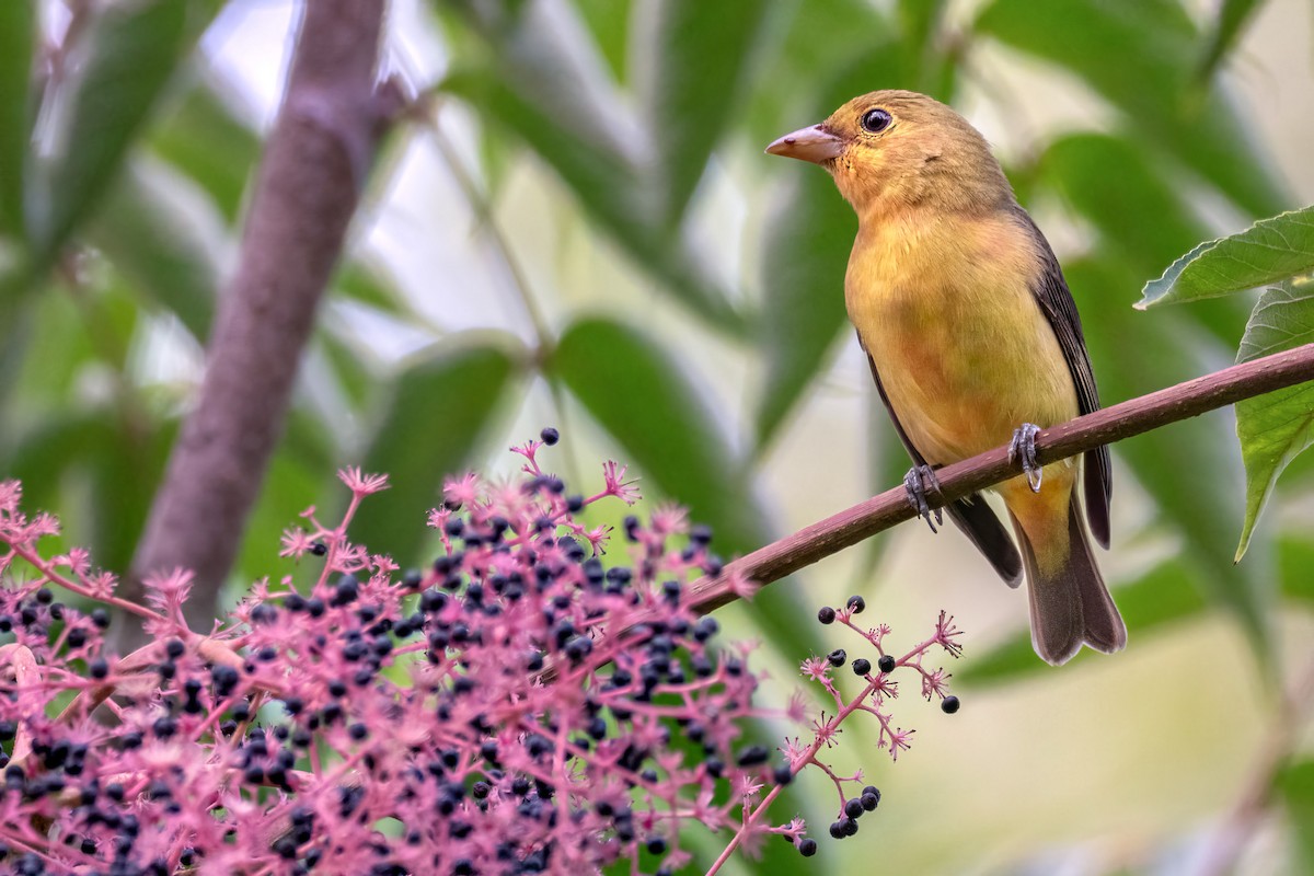 Scarlet Tanager - ML641627720