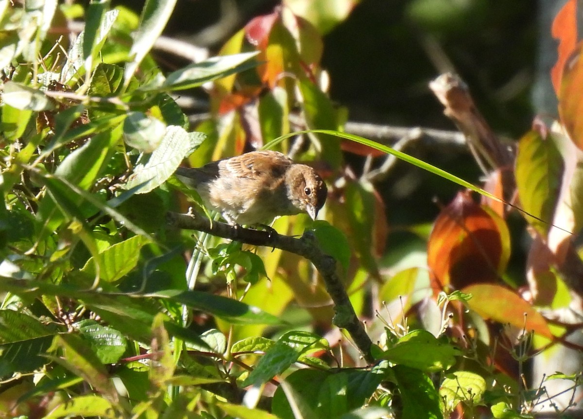 Indigo Bunting - ML641627745