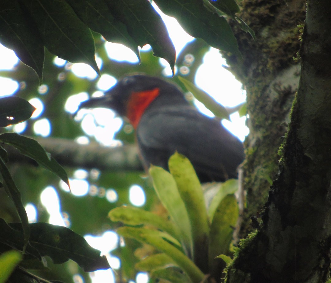 Red-ruffed Fruitcrow - ML641627777