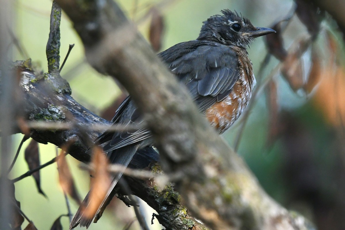 American Robin - ML641627783