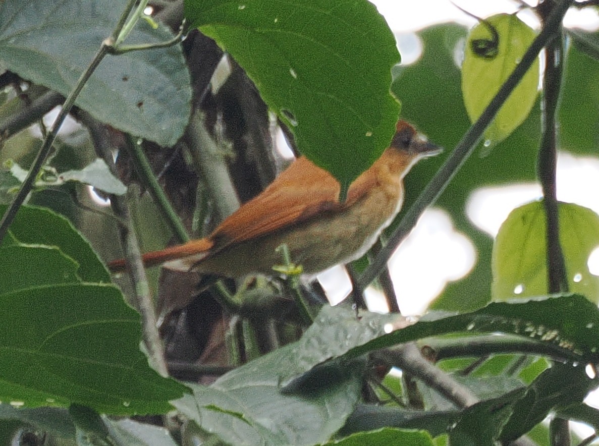 Cinnamon Becard - ML641627799