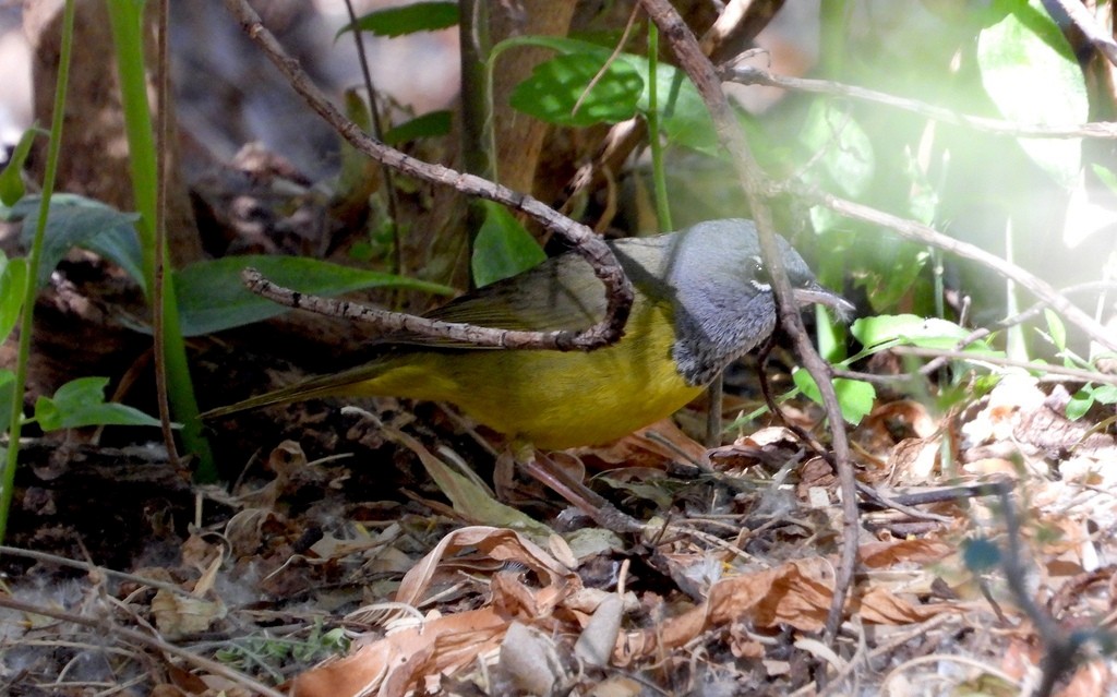 MacGillivray's Warbler - ML641627820