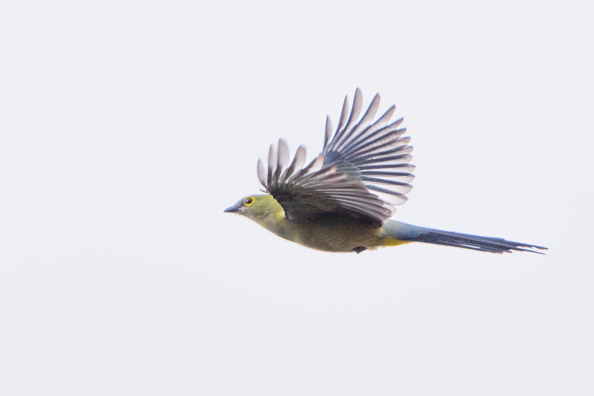 Long-tailed Silky-flycatcher - ML641627858