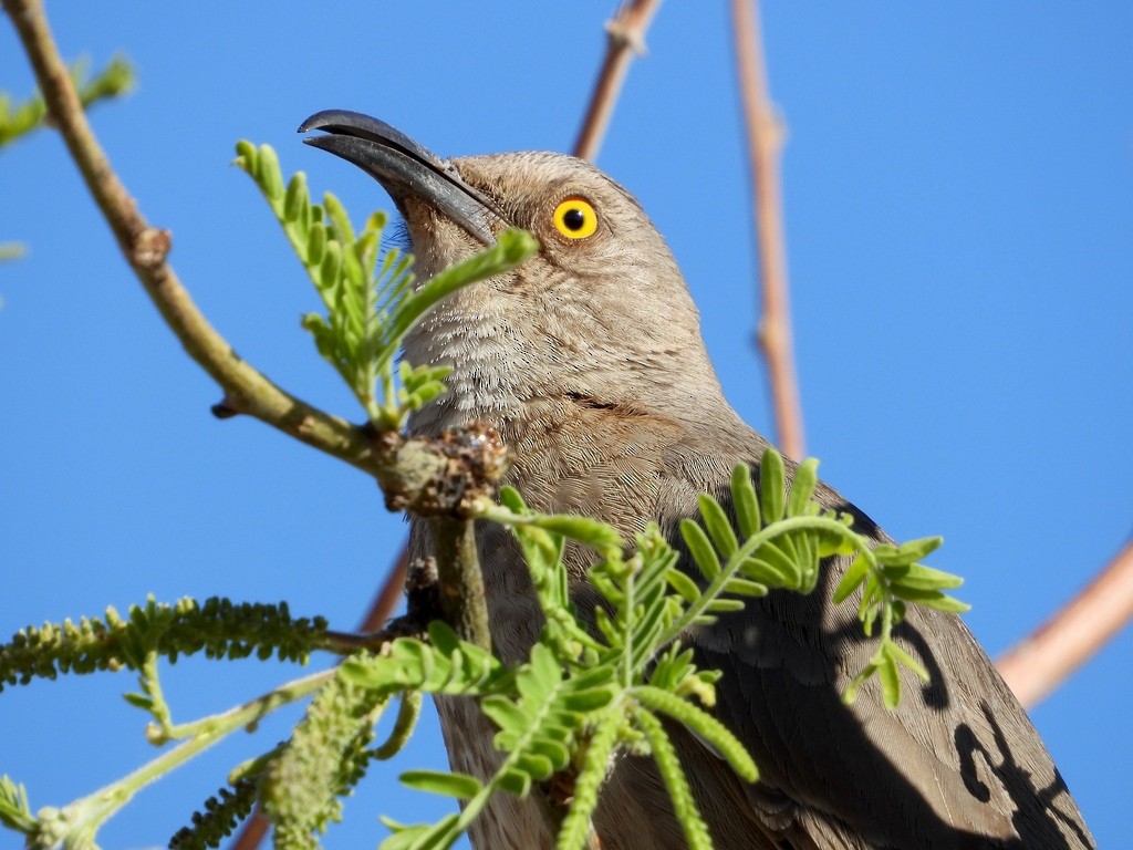 Curve-billed Thrasher - ML641627879