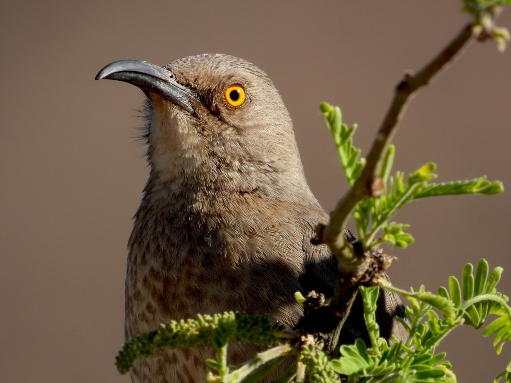 Curve-billed Thrasher - ML641627880