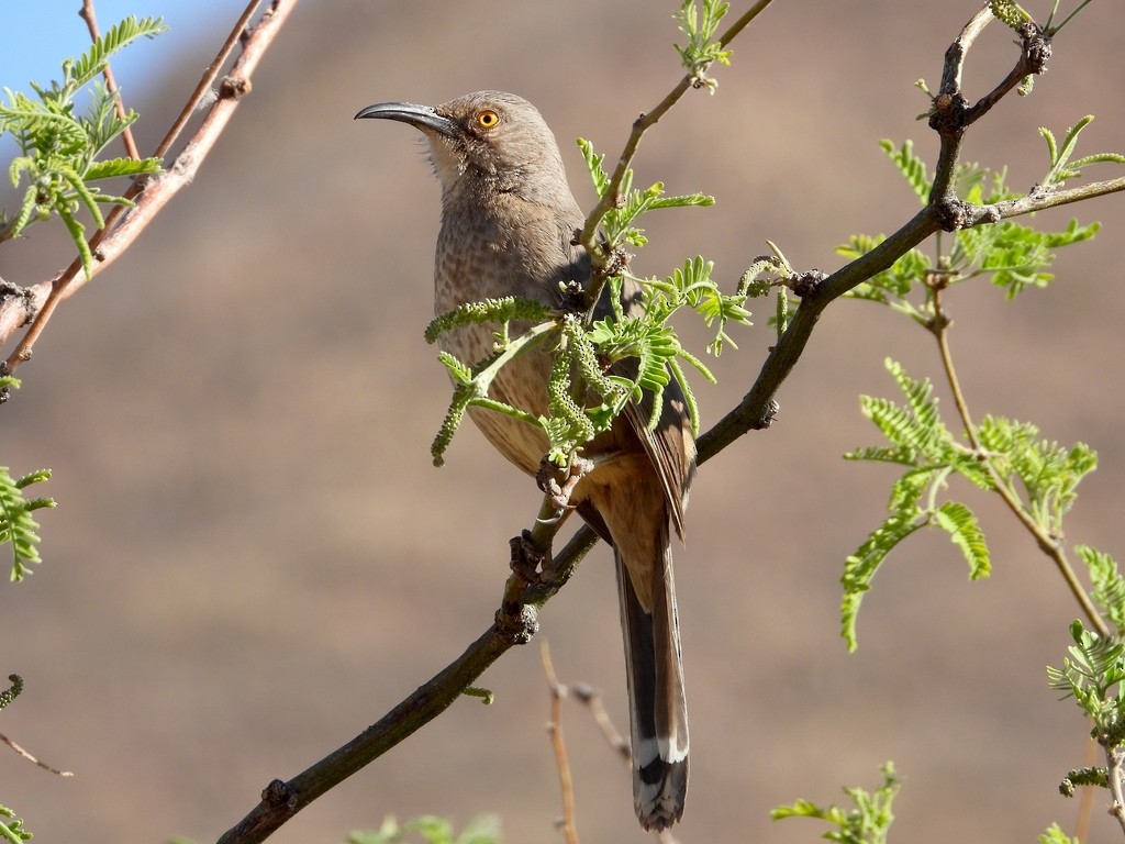 Curve-billed Thrasher - ML641627881
